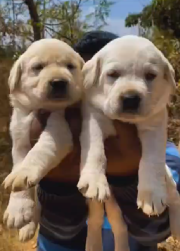 Order Female Labrador Retriever  Puppy from Bangalore